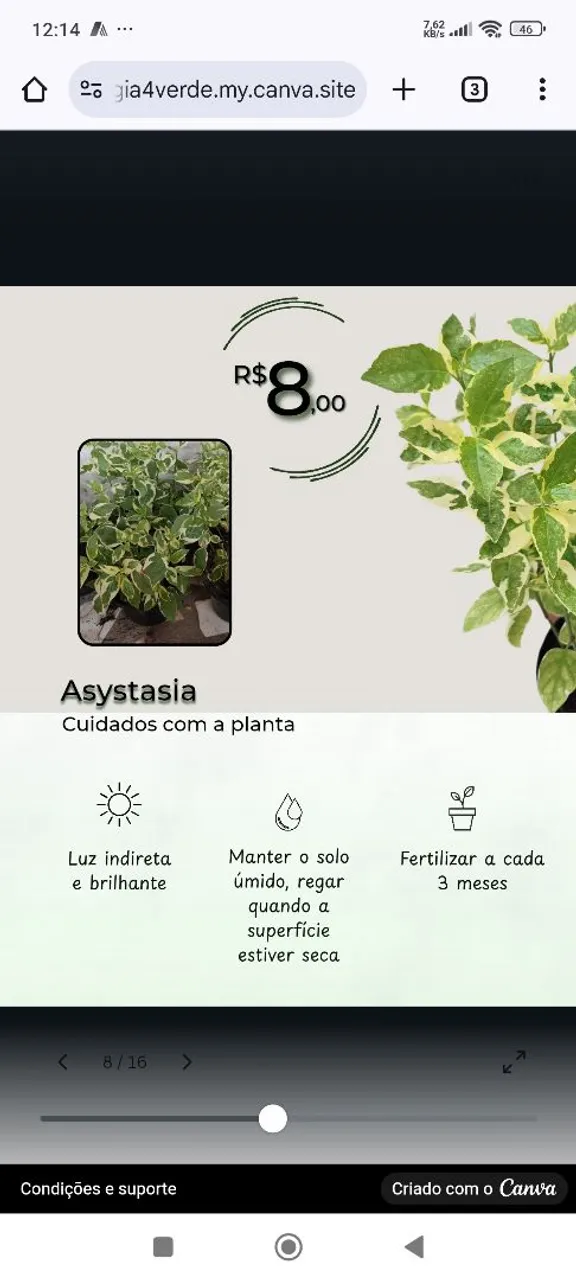 Planta asystasia 