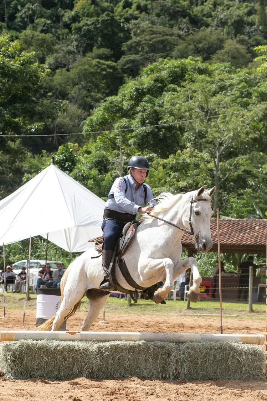 Gavião de Maripá MBO Mangalarga Registrado Prova e Cavalgada