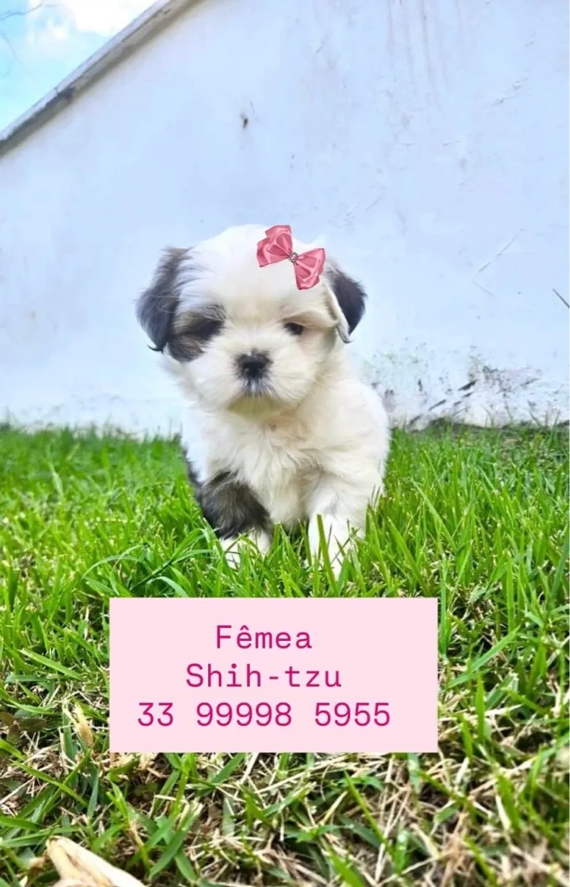 Filhote Shih-tzu fêmea