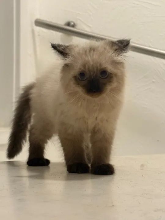 Gatinho fofinho para adoção - Foto 5