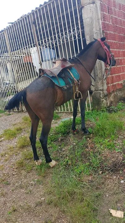 Cavalo equipado  - Foto 3