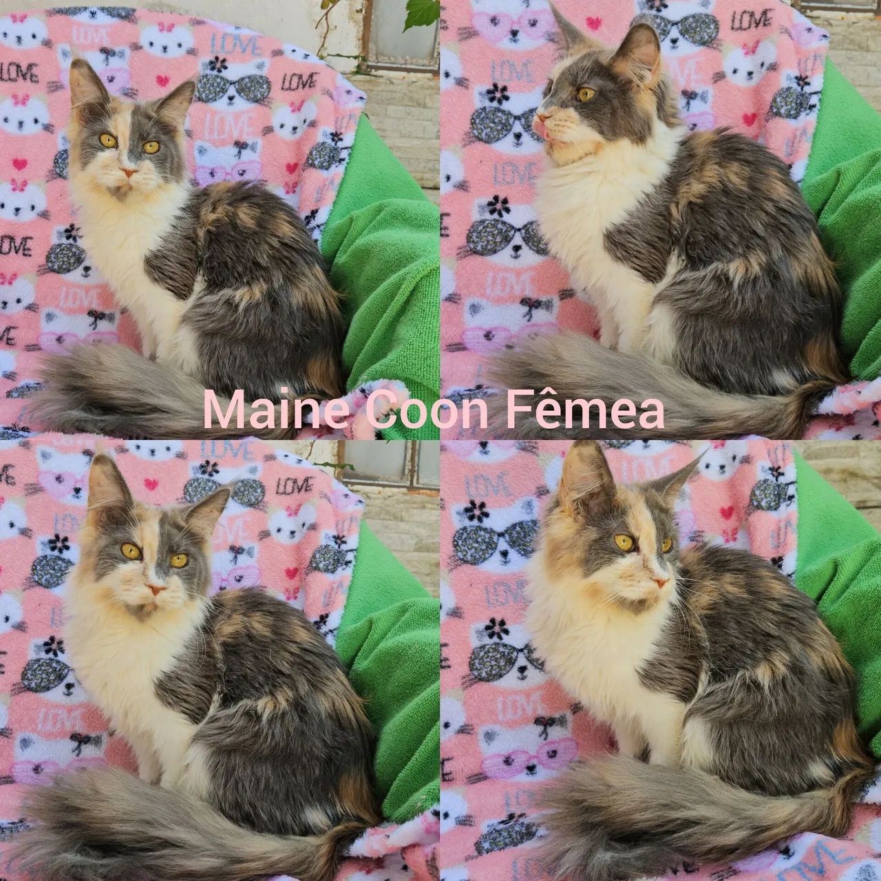 Maine Coon Fêmea - Gatil BSB Cat  - Foto 3