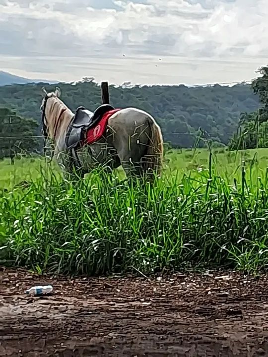 Cavalo branco para venda - Foto 3