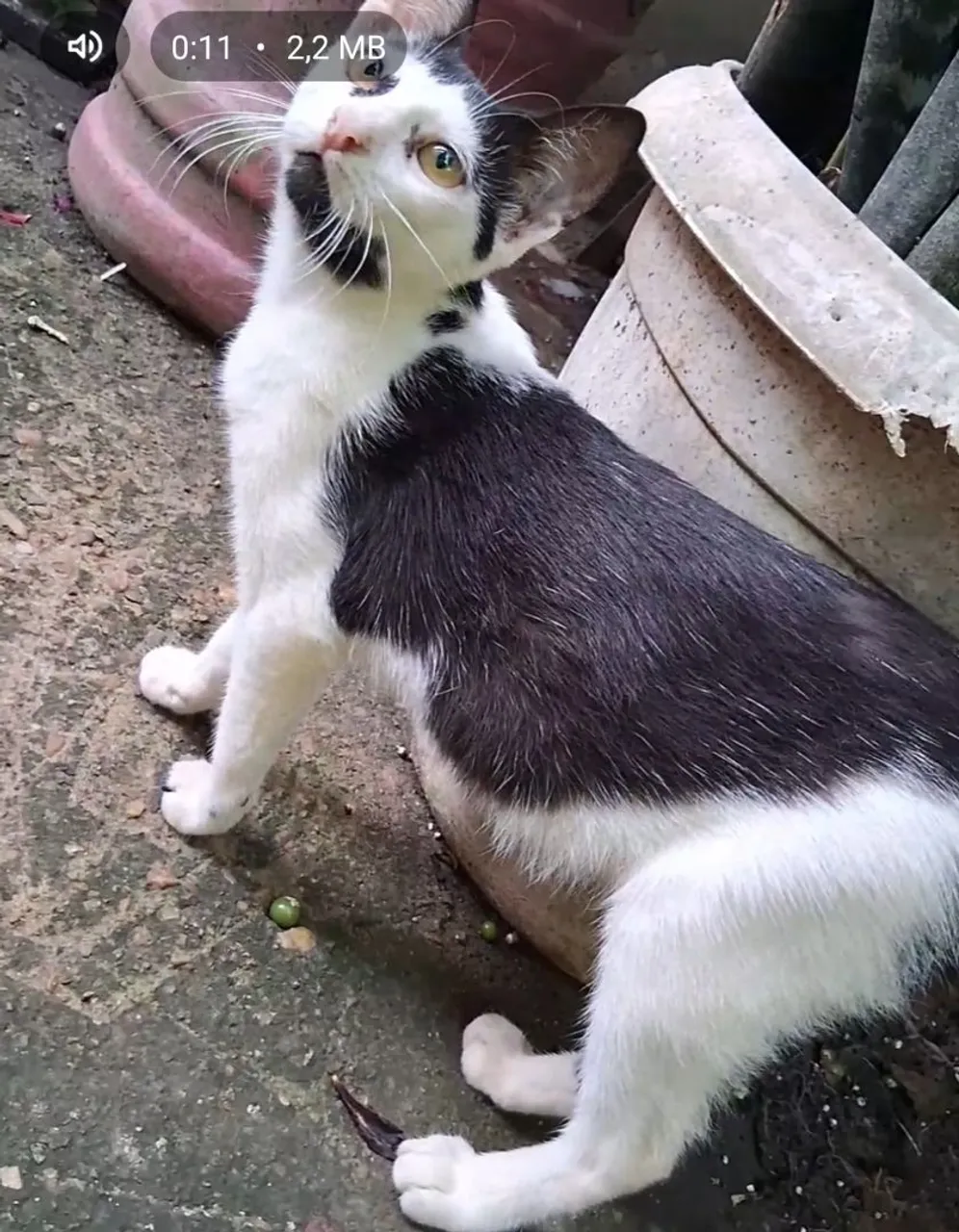 Doacao de gatinhos