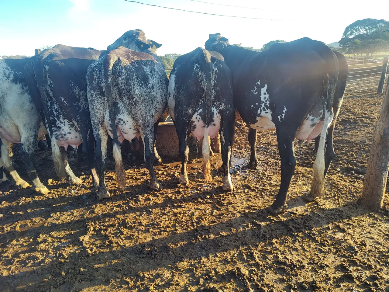 Vacas girolando de FIV 1/2 sangue