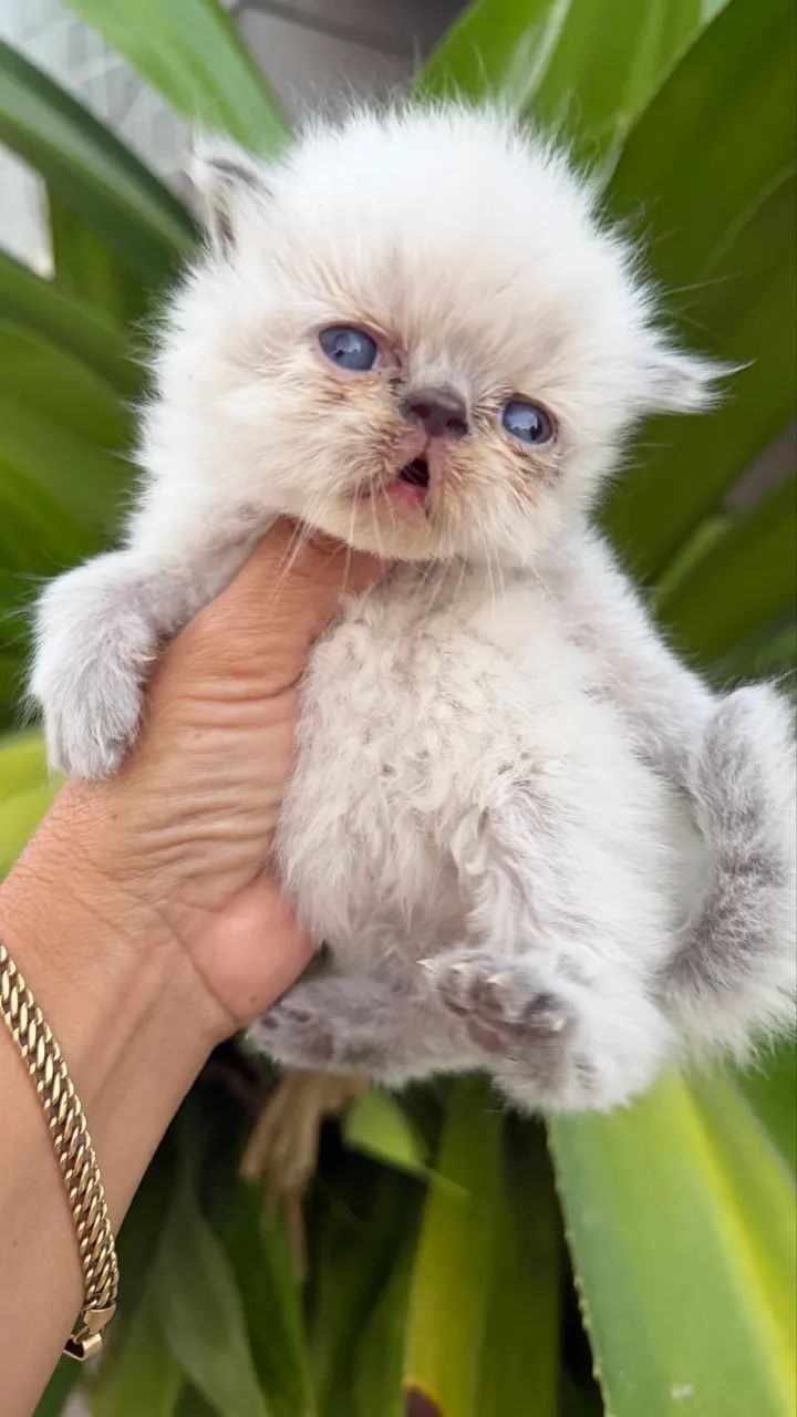 Pets - Foto 2