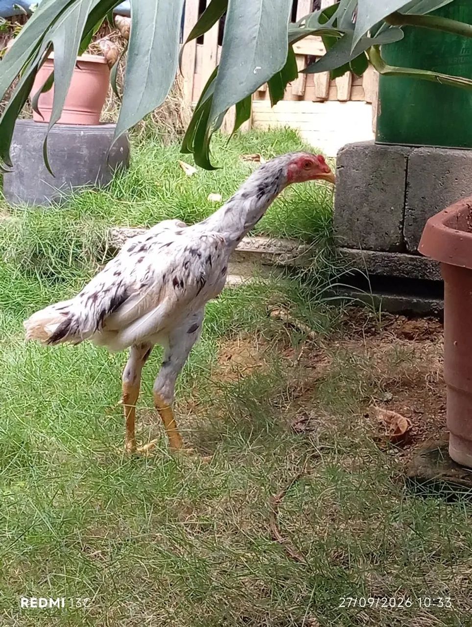 Frango índio puro  - Foto 5