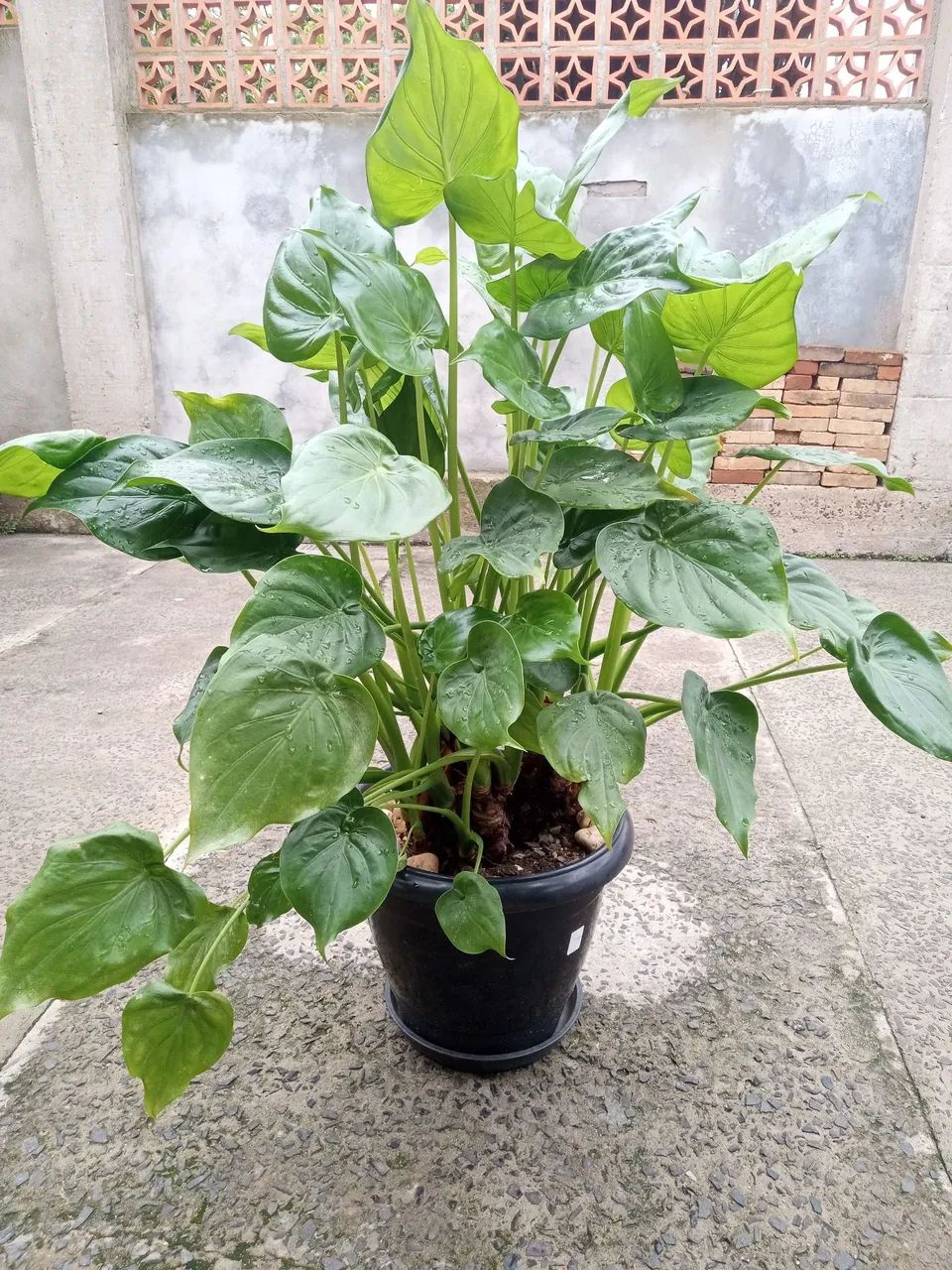 Vaso com planta coração de boi 