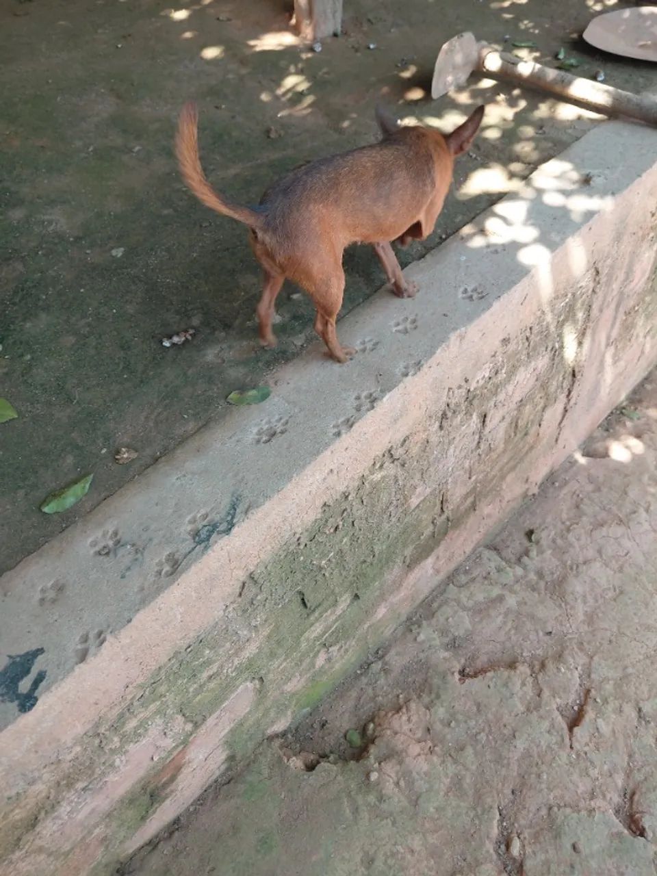 Pinscher fêmea - Foto 4