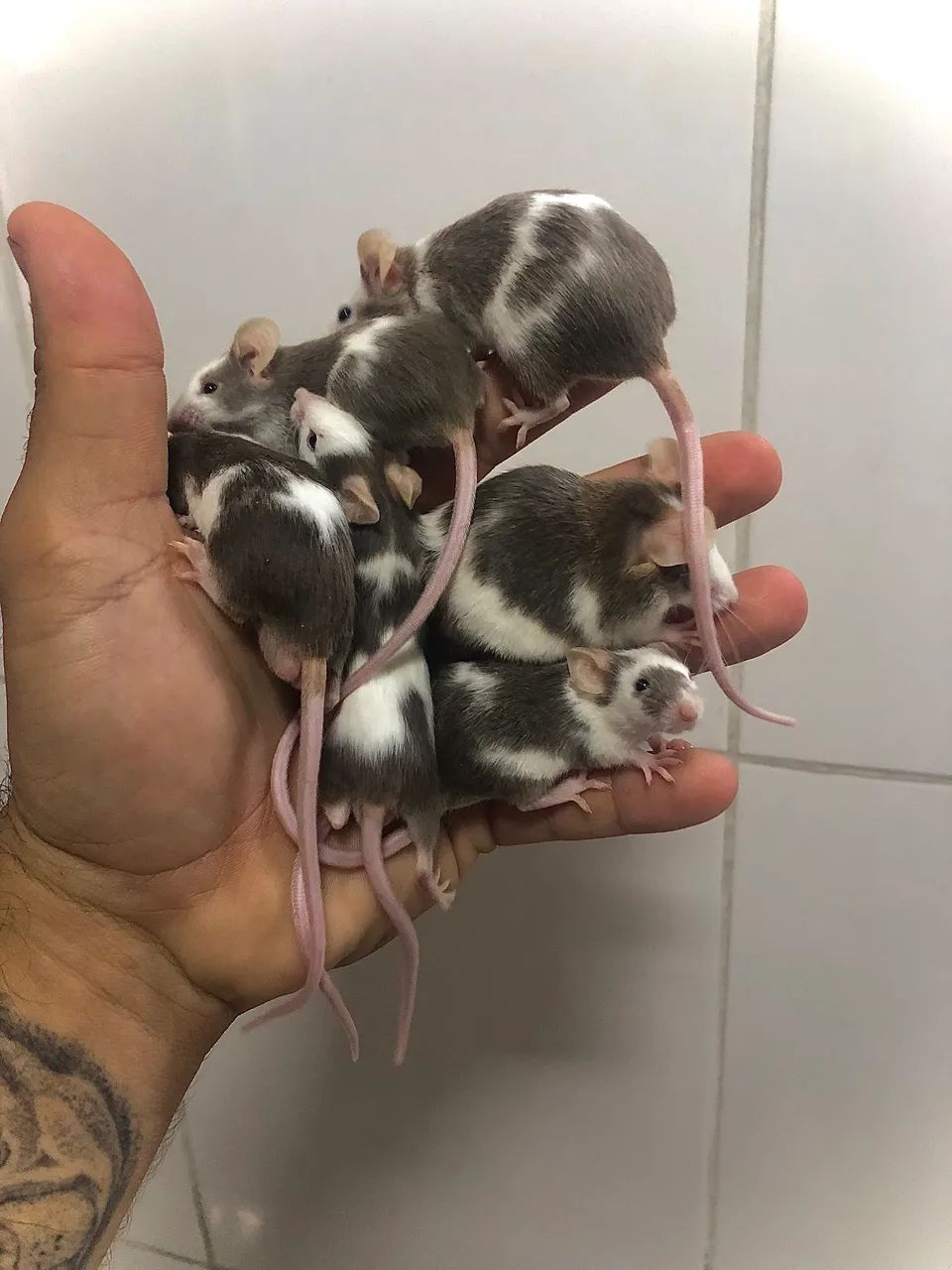 Topodongo mice437443710388817921