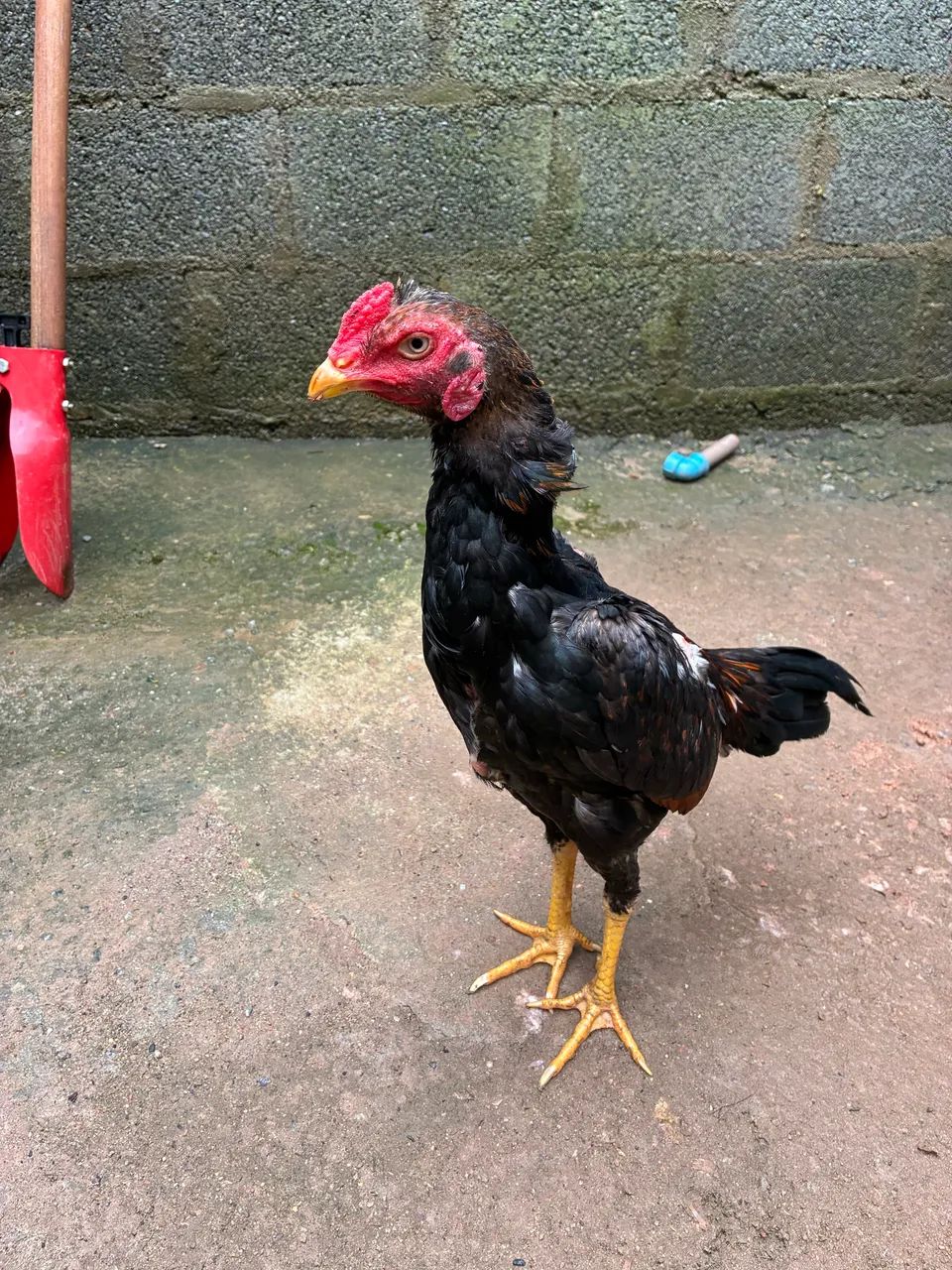 Frango índio 