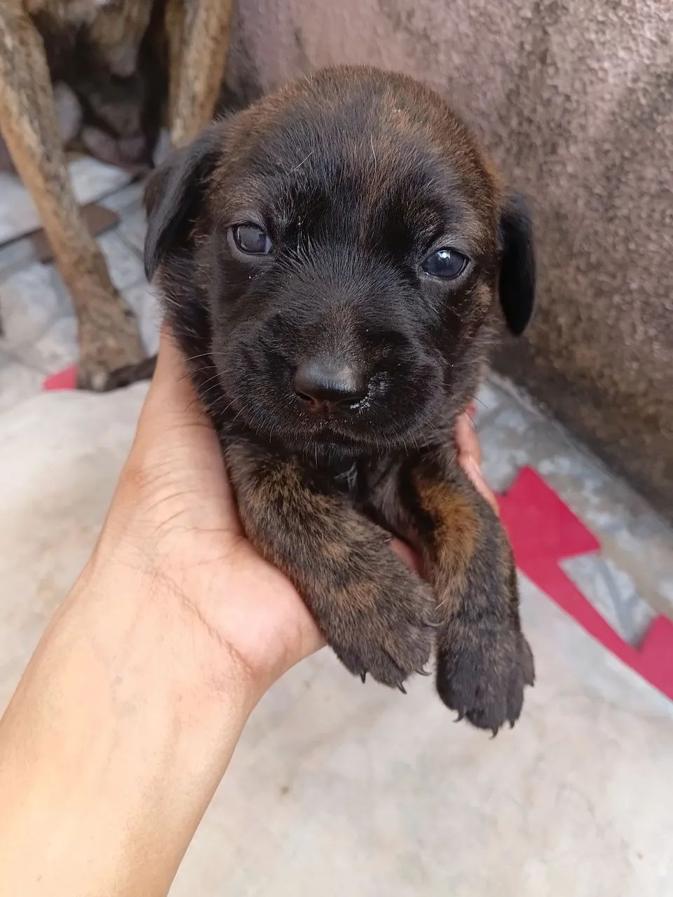 Adoção responsável  - Foto 3