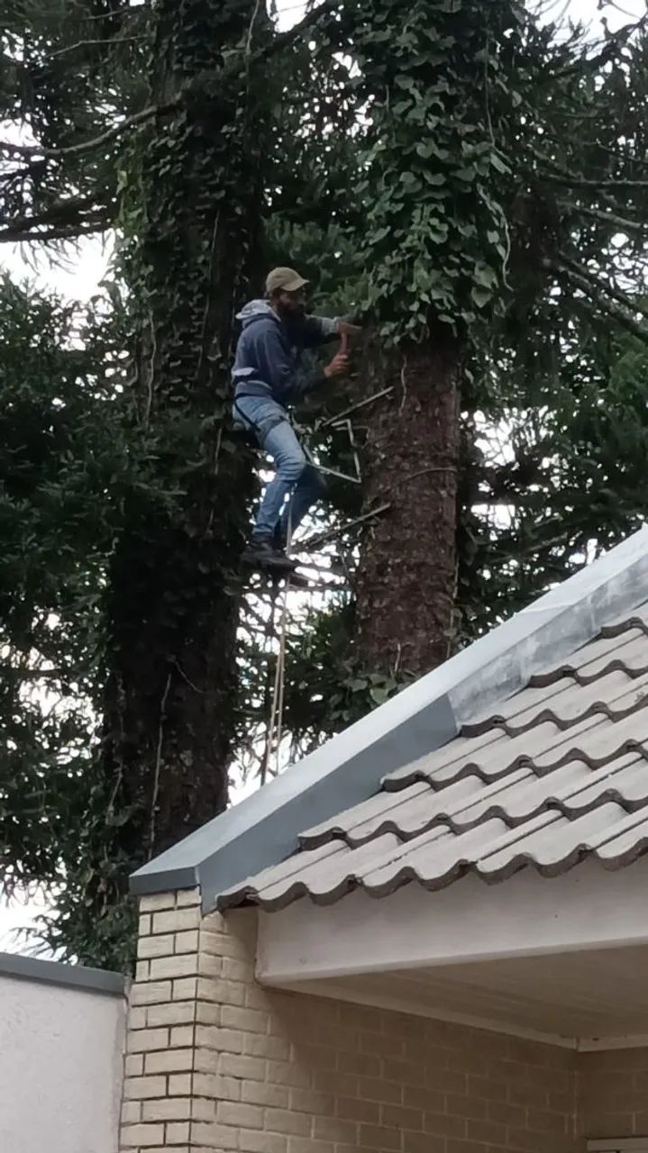 Corte e poda de árvore em geral 
