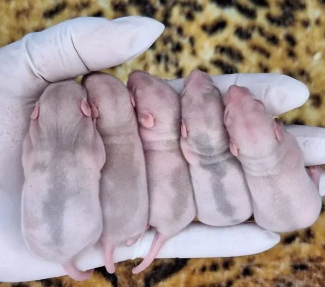 rato mercol twister - Foto 2