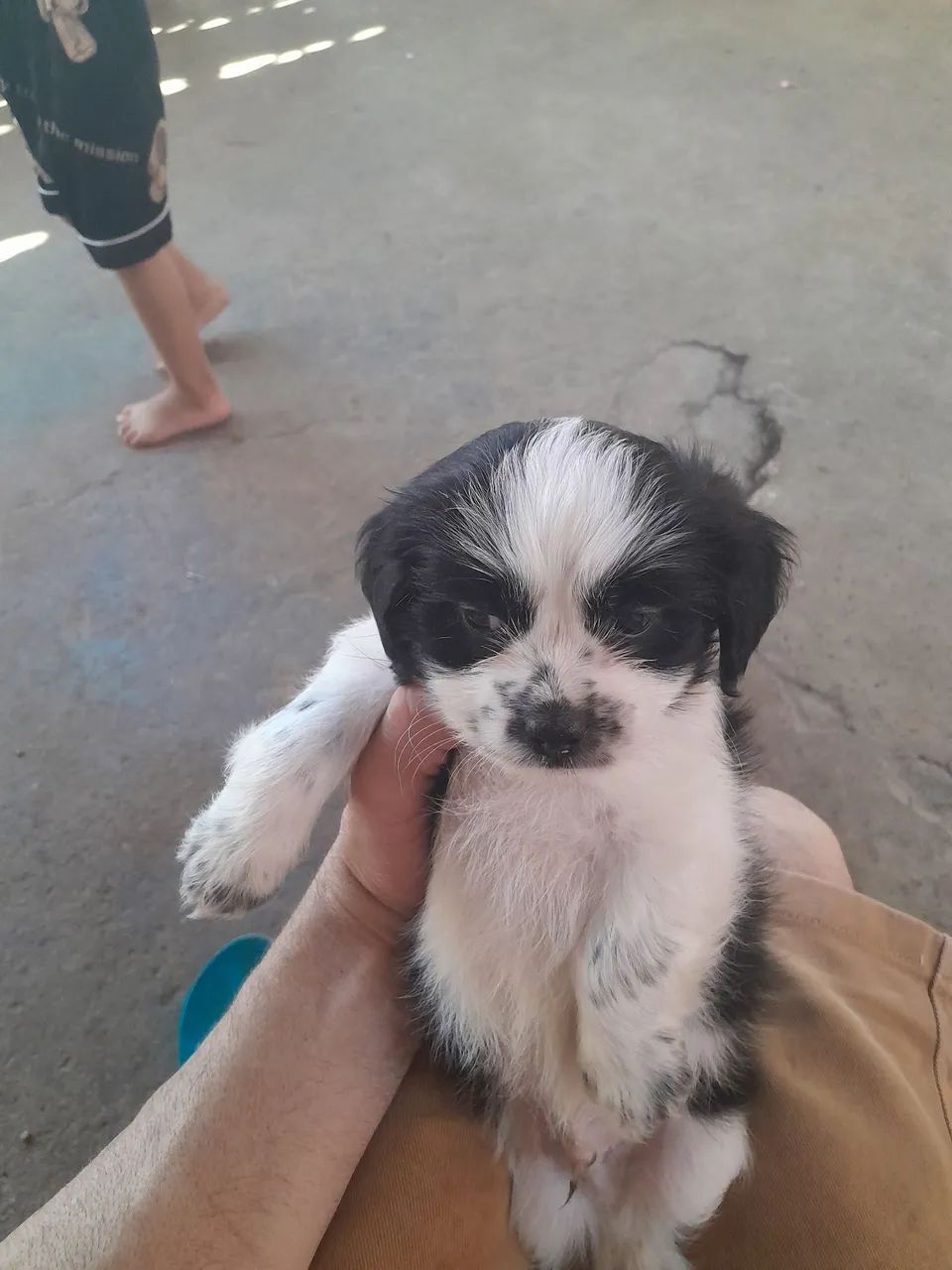 Shih Tzu - Foto 3