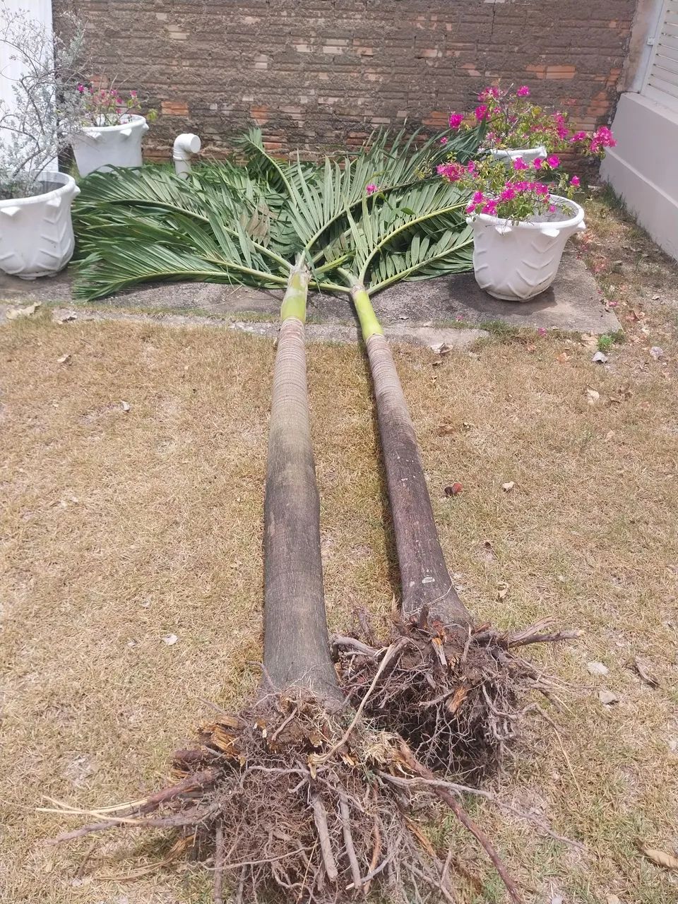 Palmeira ? Imperial anã 