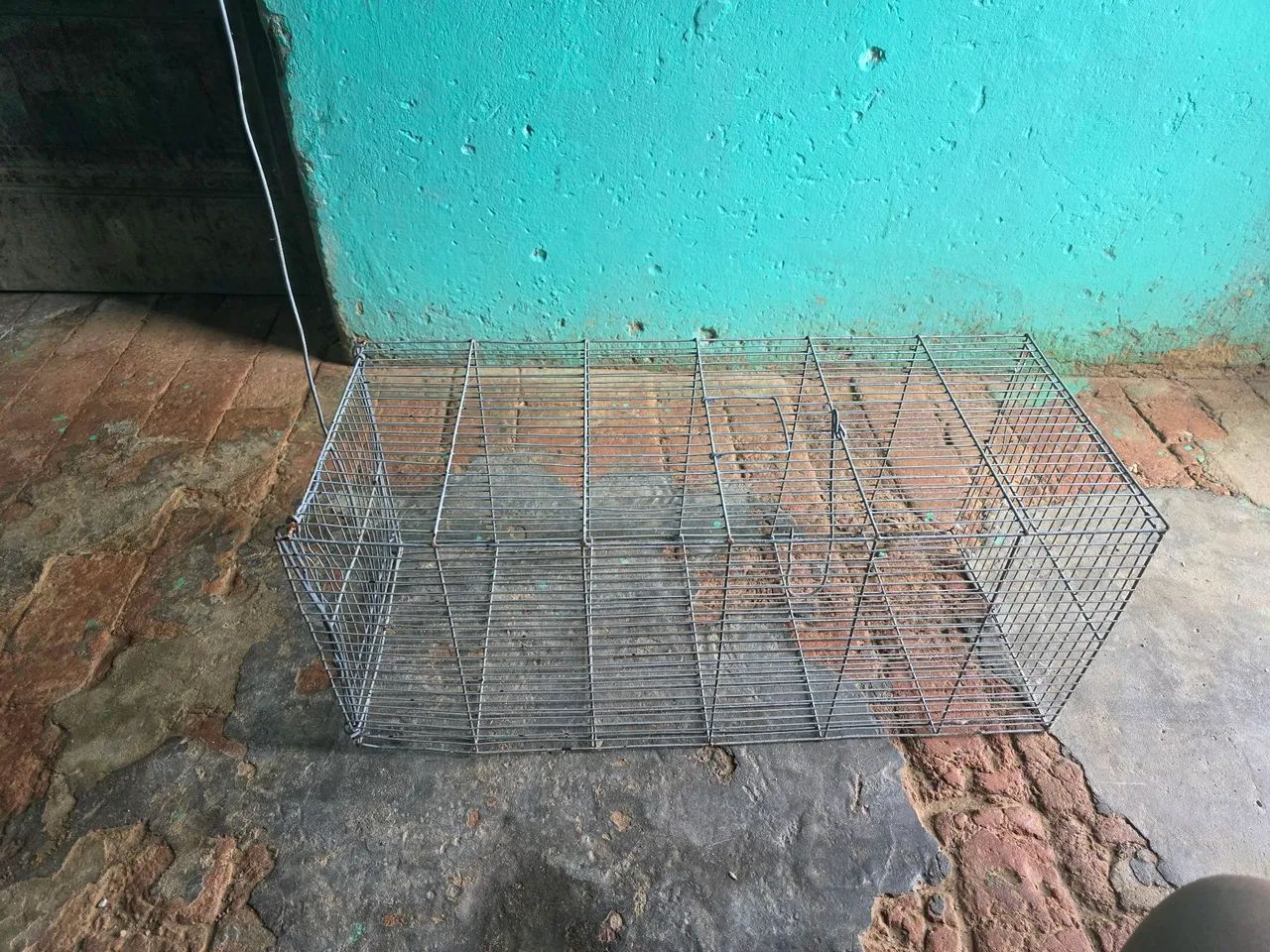 Vende armadilha 