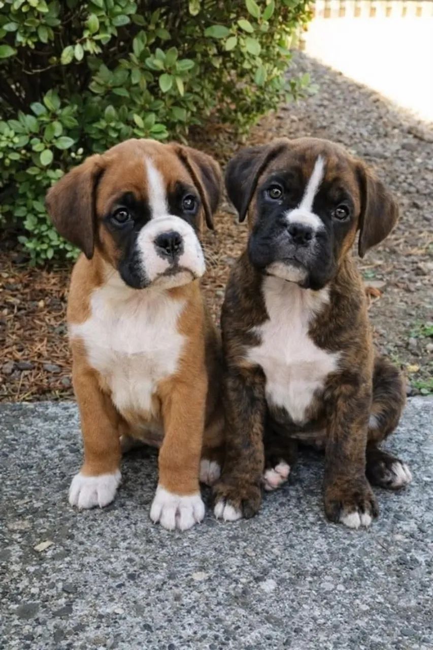 Filhotes de Boxer criados com responsabilidade,