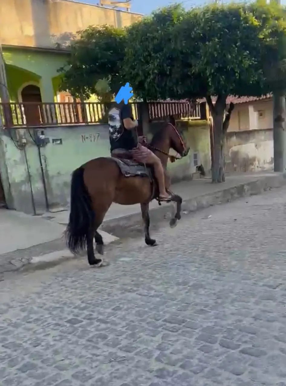 Vendo cavalo  - Foto 3