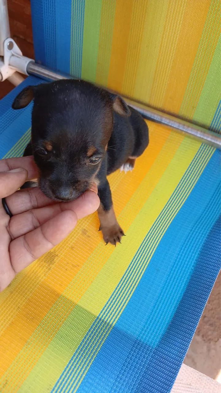 Pinscher macho