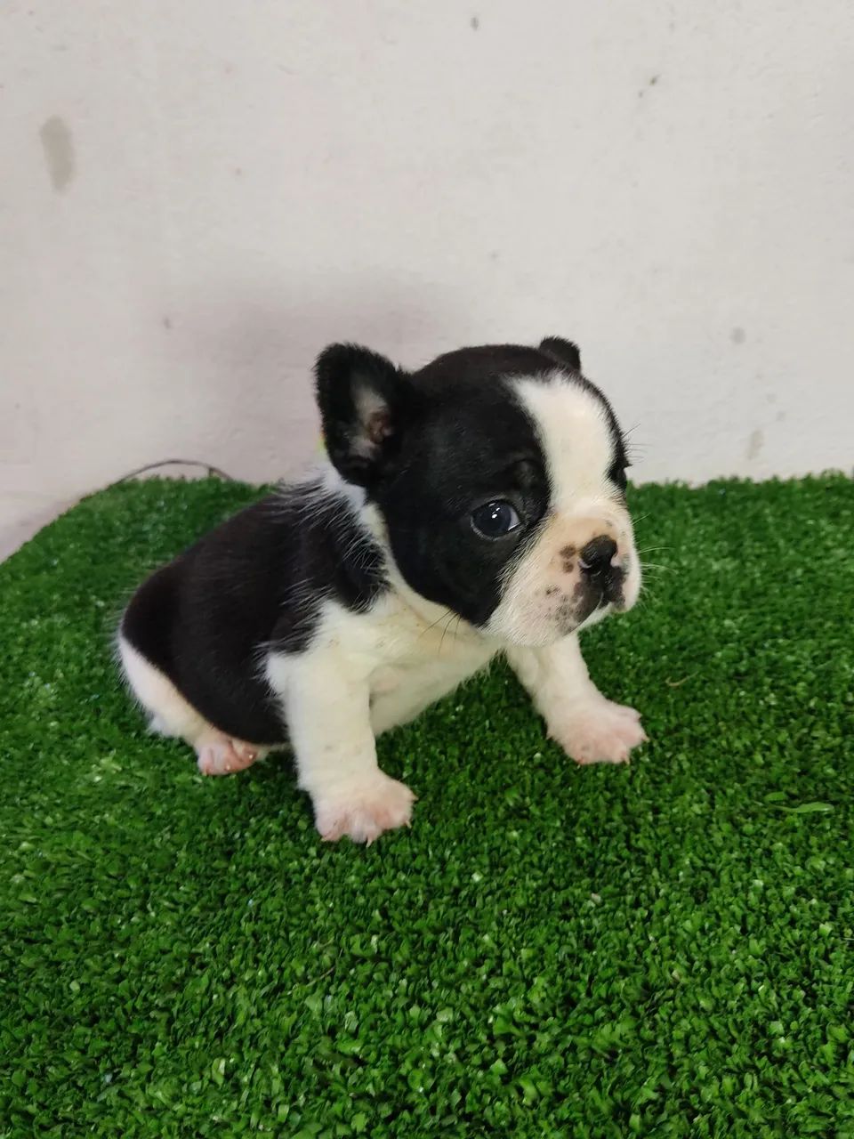 Budog francês Fêmea  - Foto 3