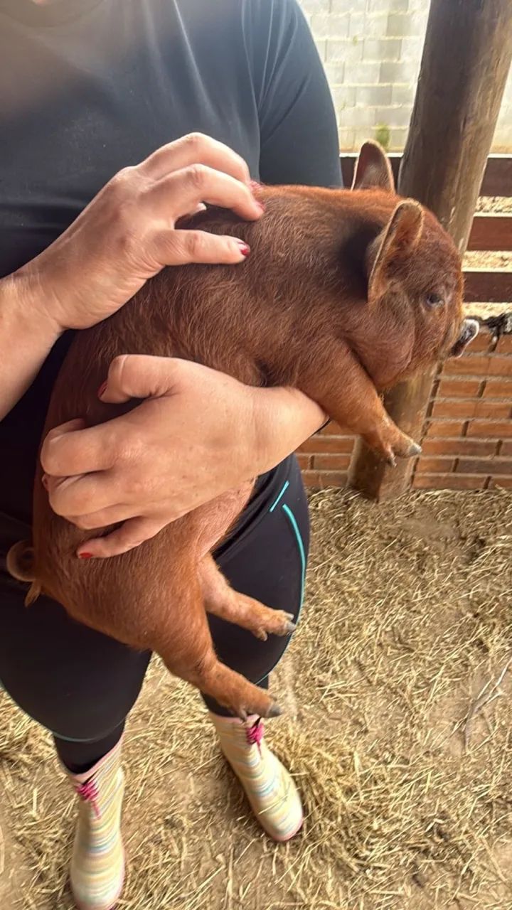 Mini pig  - Foto 2