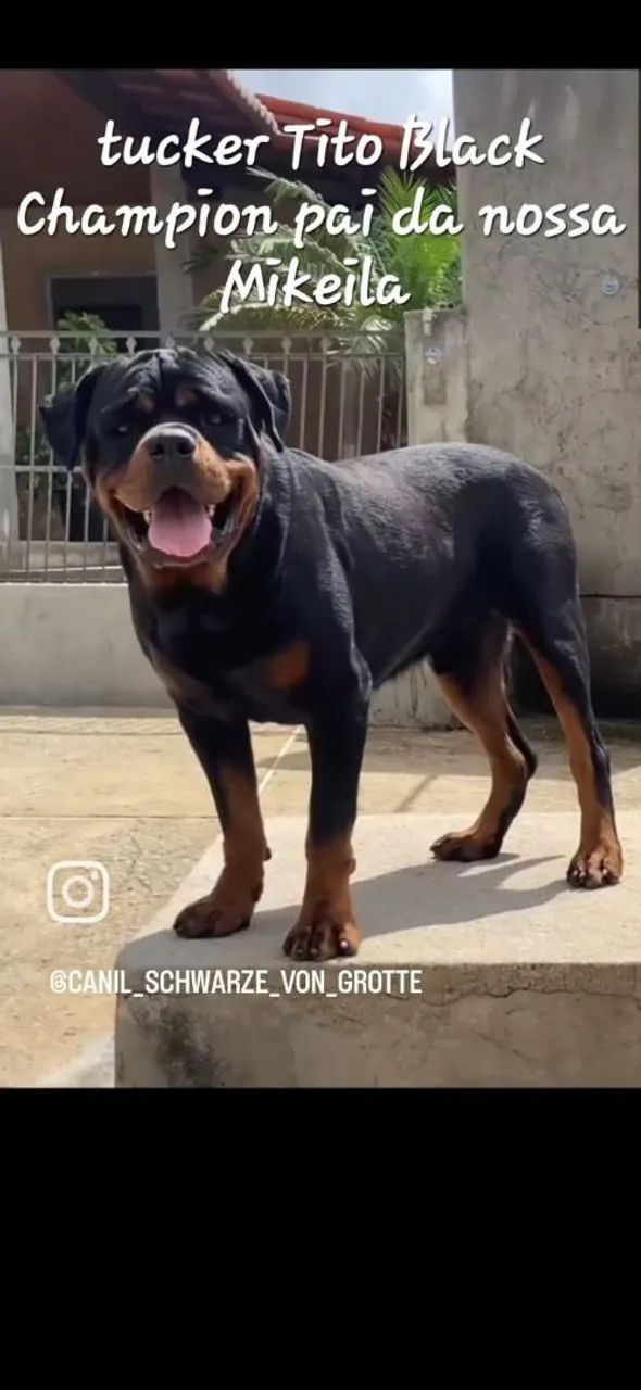 Filhotes de Rottweiler  - Foto 2