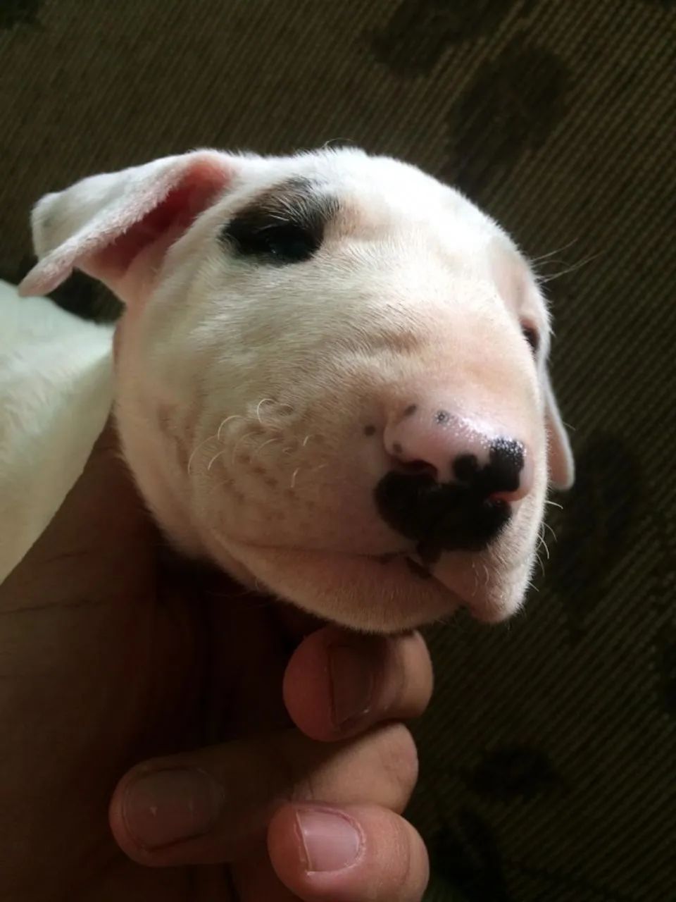 Bull Terrier Forte e Saudável com Vacina V10 Garantida