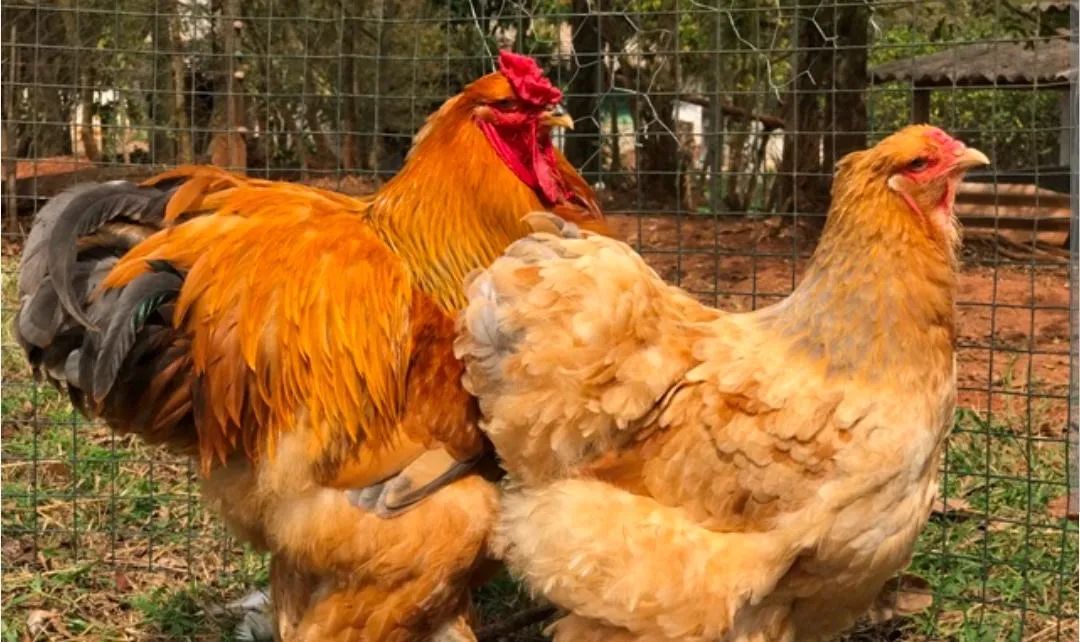 Galinha bramas 150 cada