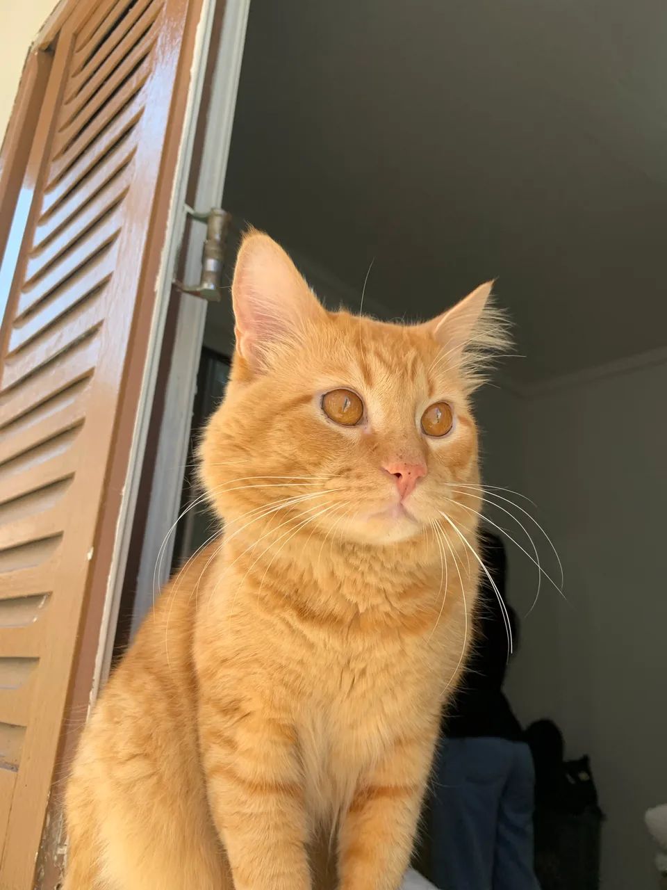 Gato para adoção  - Foto 4