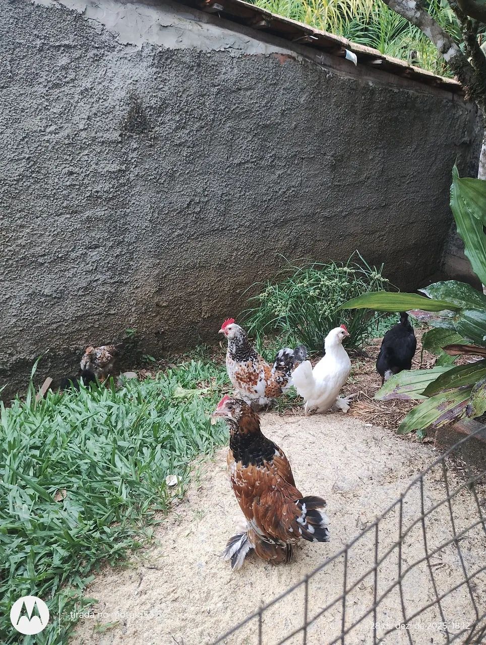 Galizés belgian  - Foto 2