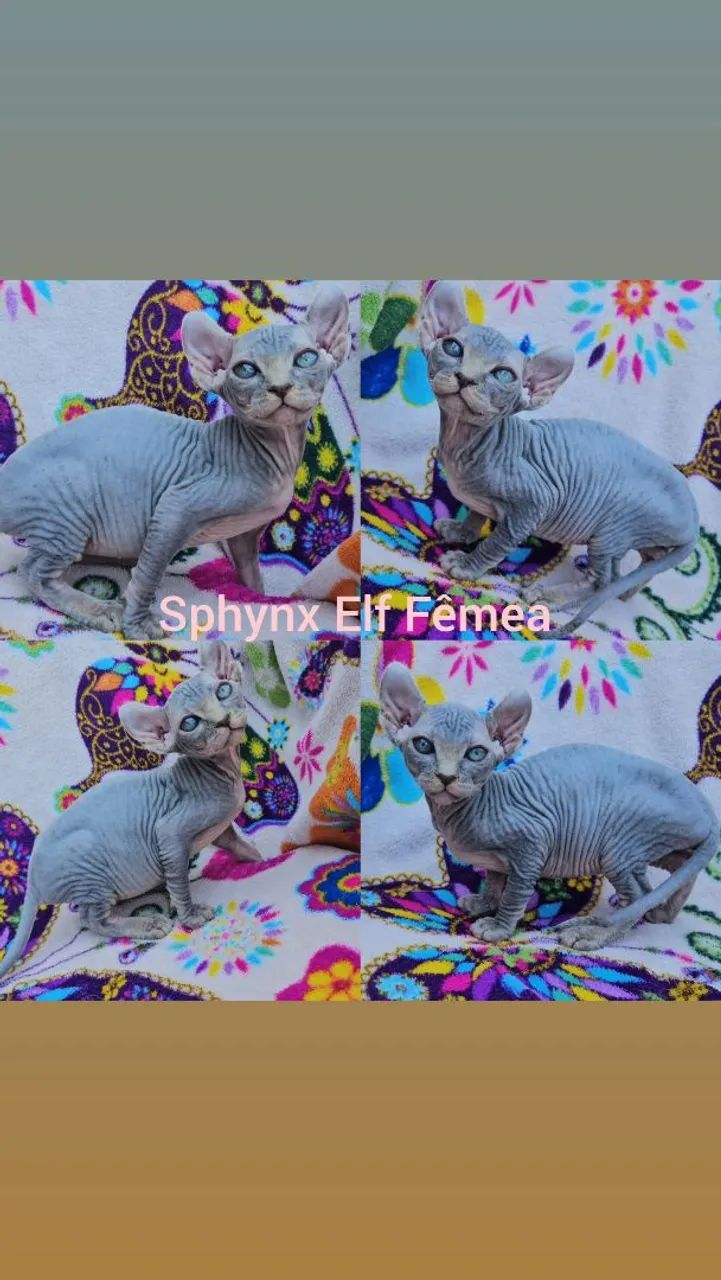 Sphynx Elf Filhotes - Gatil BSB Cat  - Foto 2