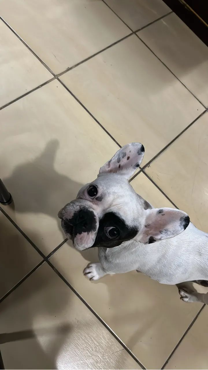 Bulldog francês - Foto 3