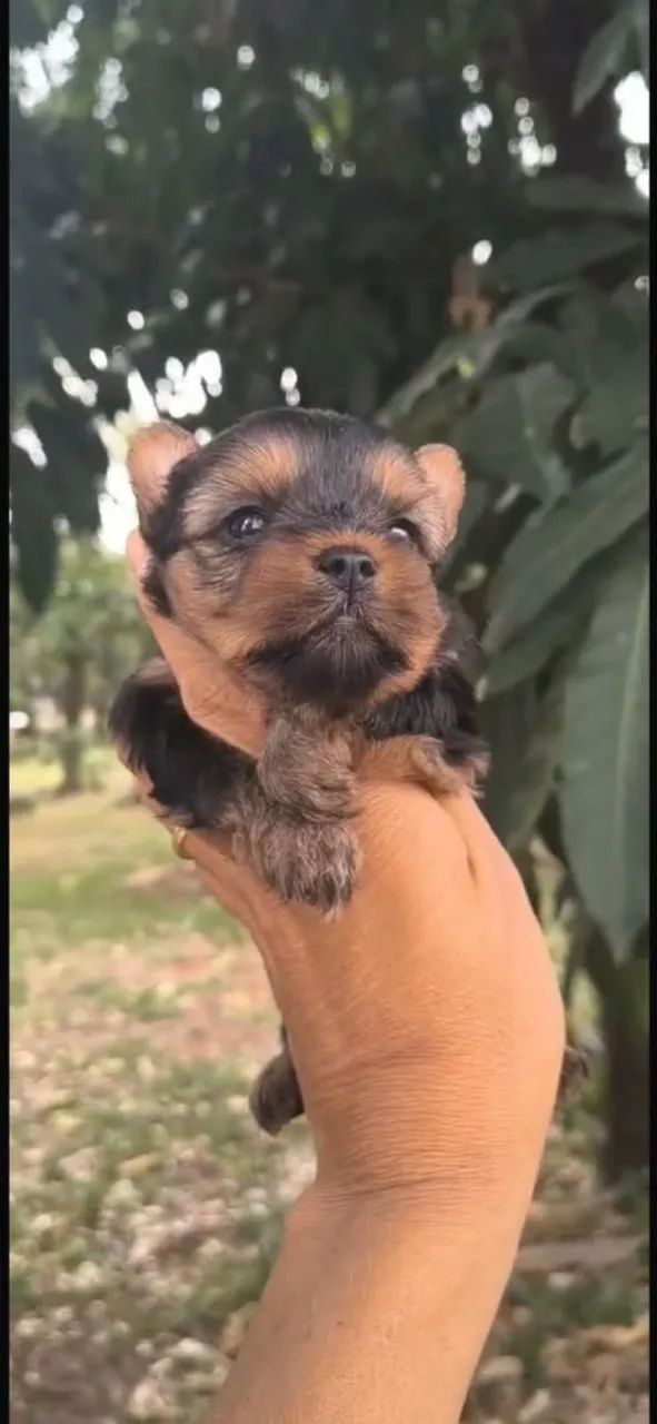 Yorkshire terrier machos e fêmeas