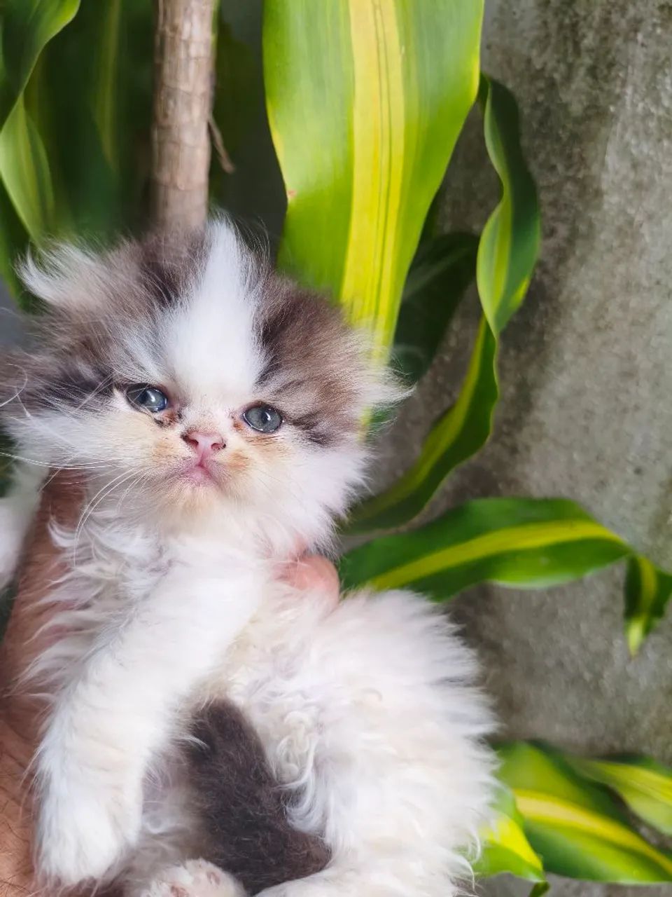 Vendo filhotes de Gato Persa. - Foto 2