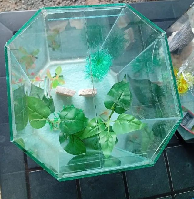 Áquario - Foto 4