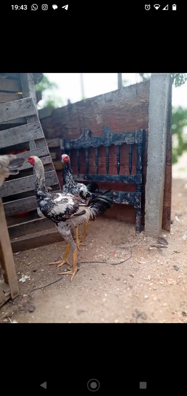 Frangos indio
