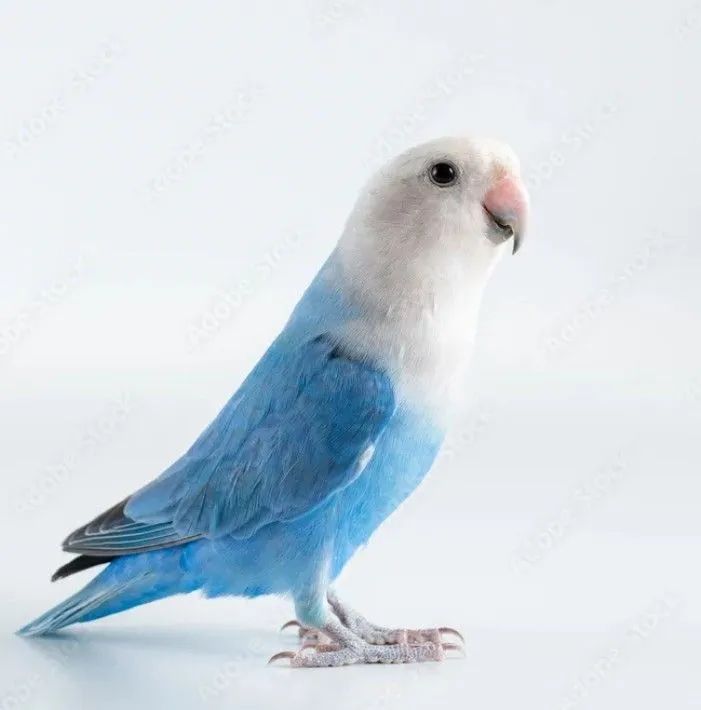 Pets - Foto 4
