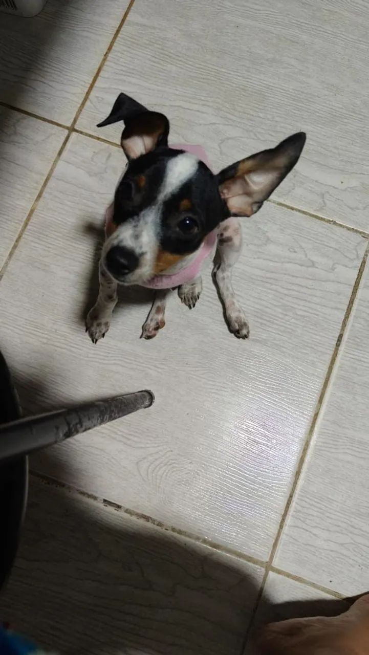 Vende Pincher do 0 a 1  - Foto 2