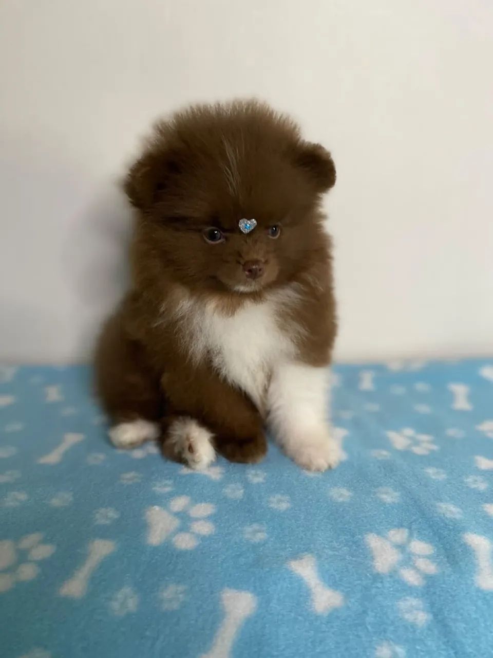spitz anão  - Foto 4