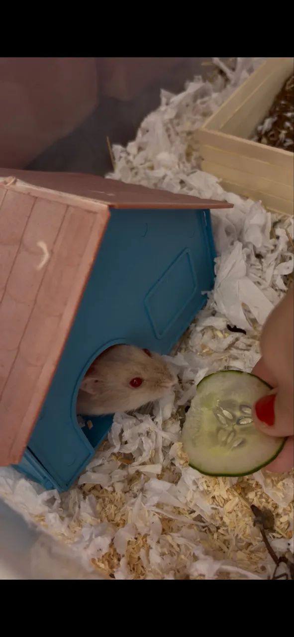 hamster anão russo - Foto 2