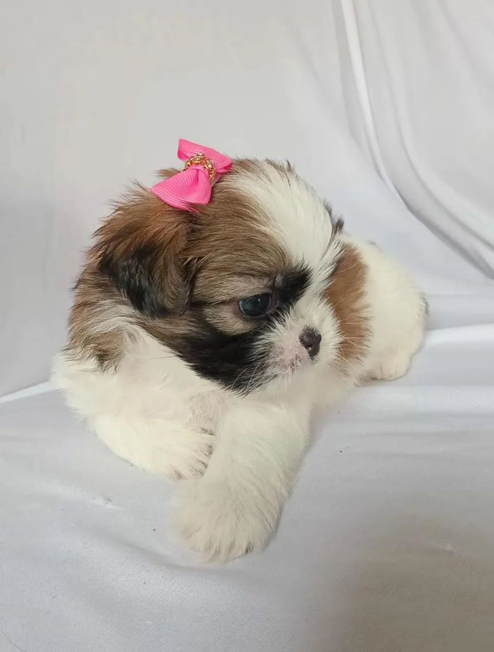 SHIH TZU