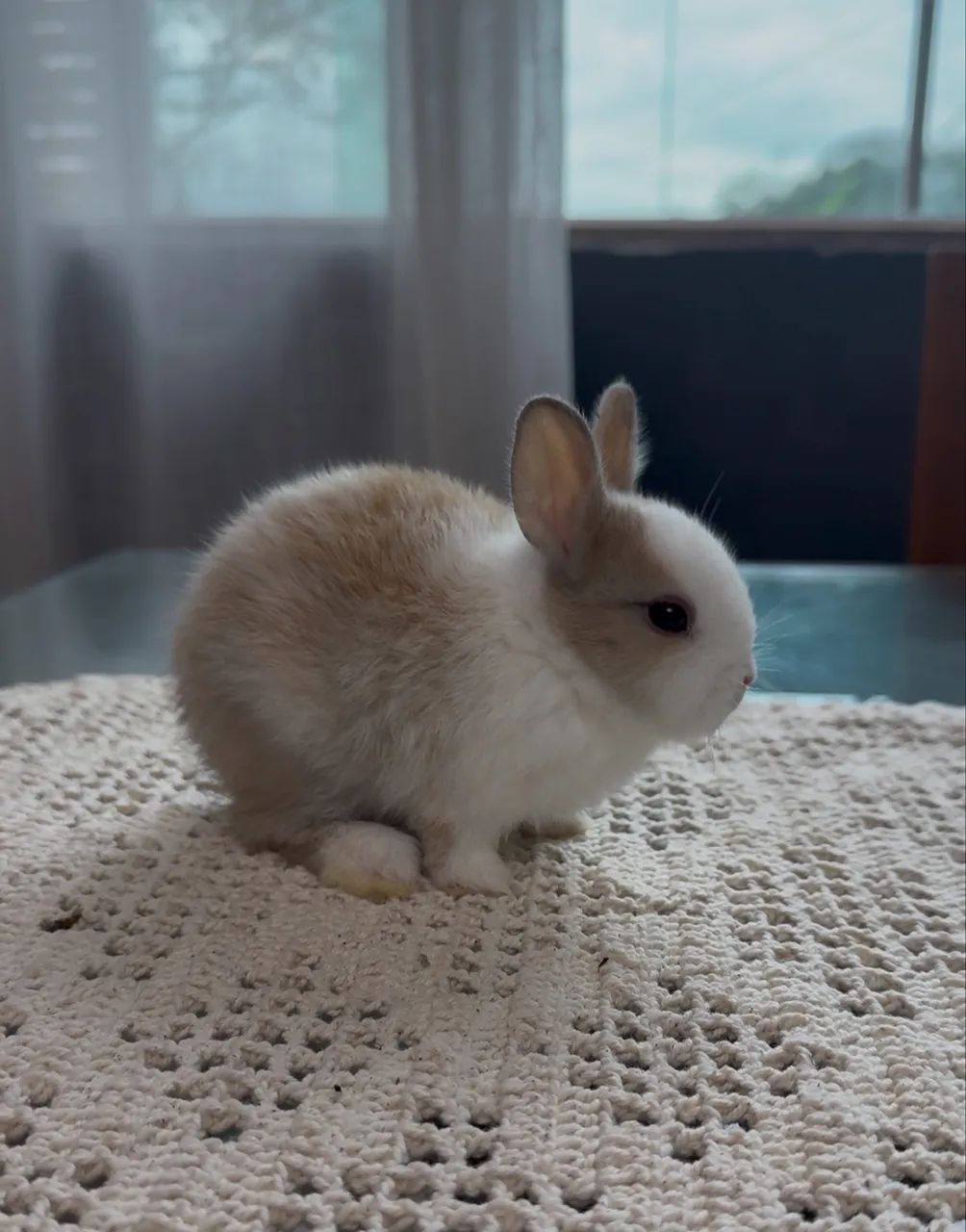 Coelho anão netherland dwarf - Foto 6