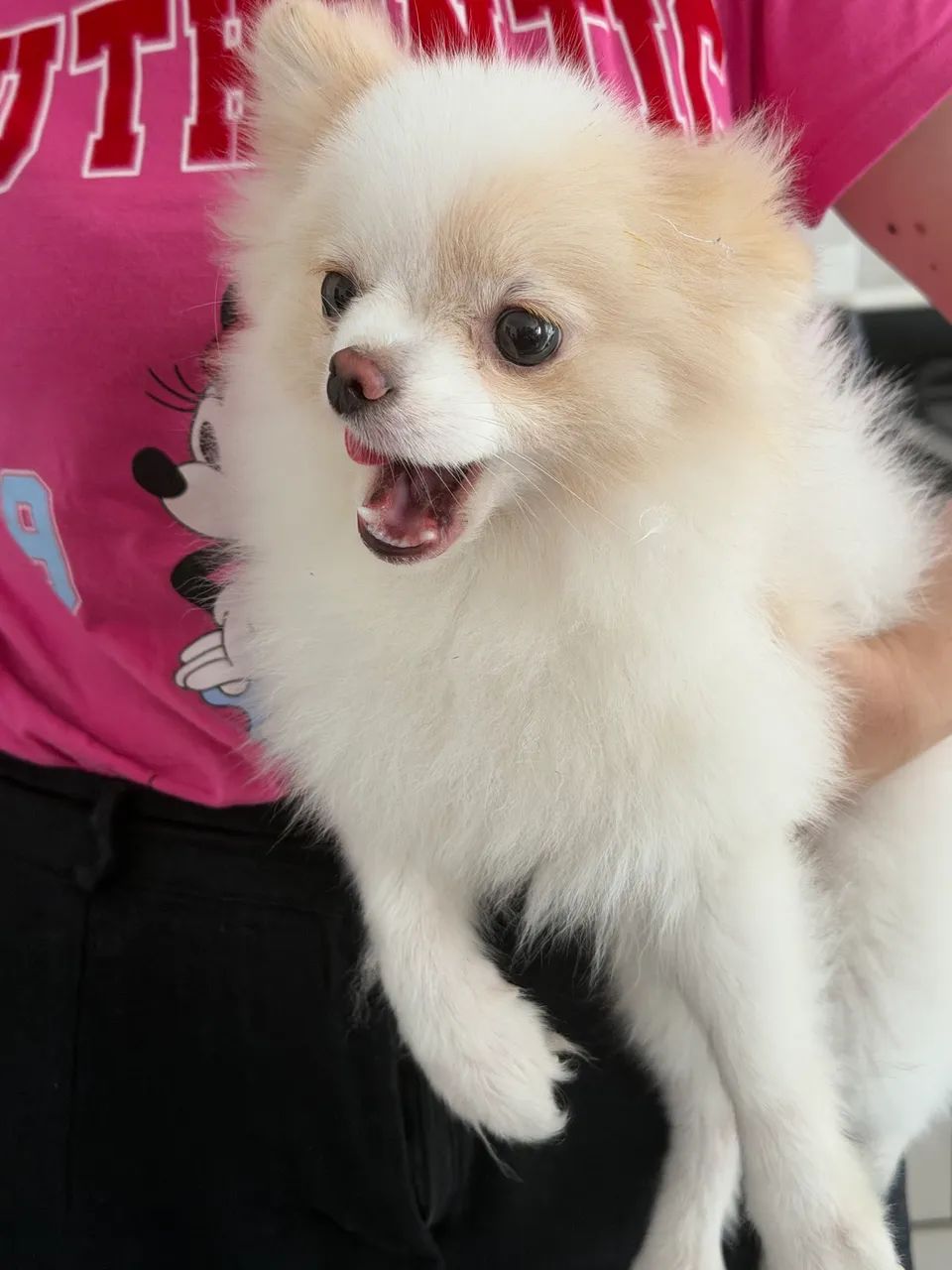 Cachorro Lulu da Pomerania - Foto 2