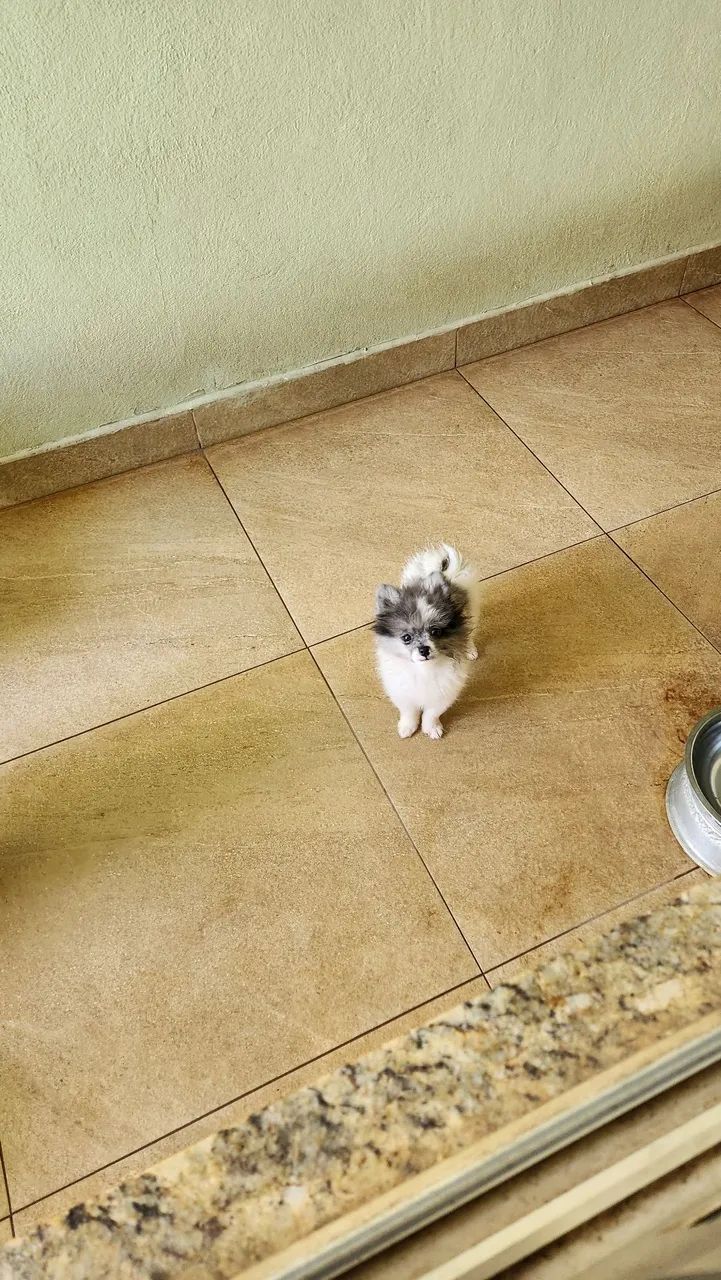 Spitz Alemão Anão macho  - Foto 4