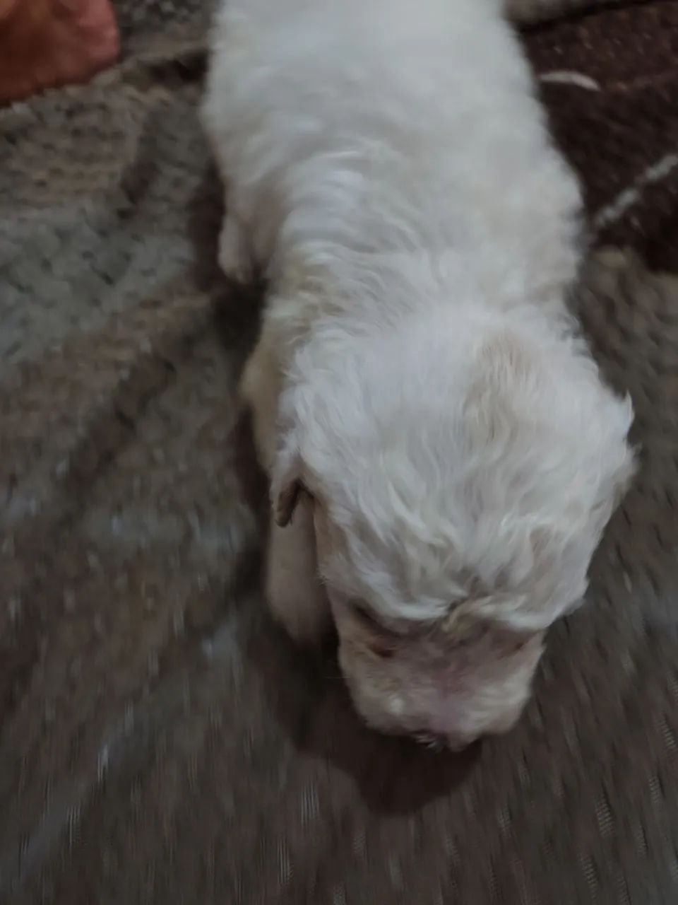 Filhote de poodle  - Foto 5