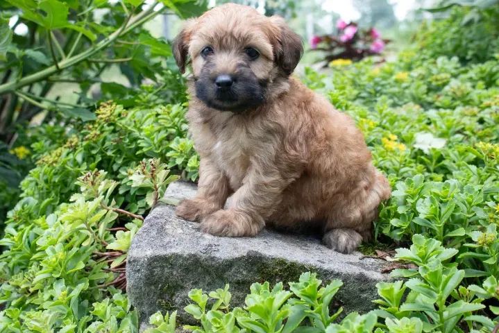 LINDOS PELUDINHOS 