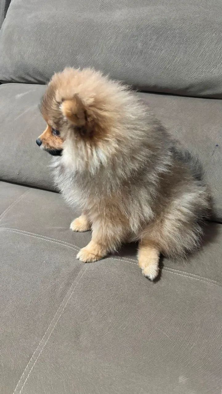 Spitz Alemão Macho  - Foto 4