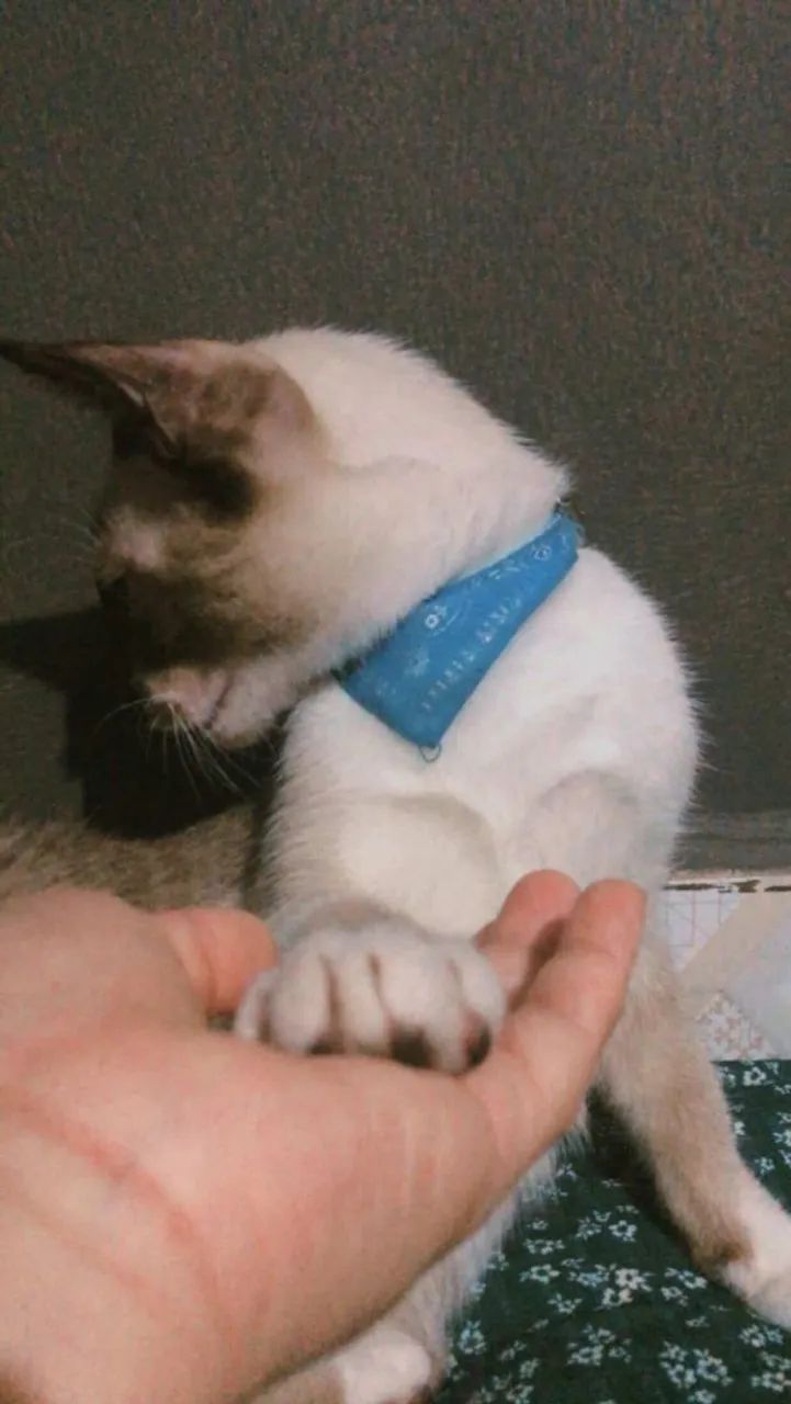 Gato - Foto 2