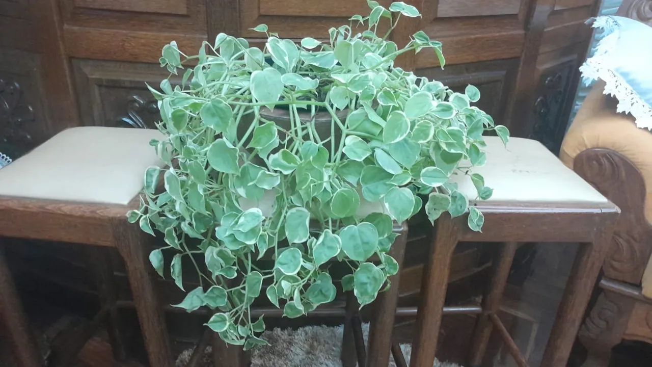 Planta Peperomia - Foto 2
